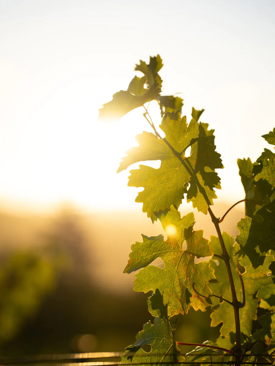 A close-up of grapevine leaves with sunlight shining through them, creating a warm, bright background and a soft focus on the surrounding landscape—capturing the inviting atmosphere of Napa Valley Events.