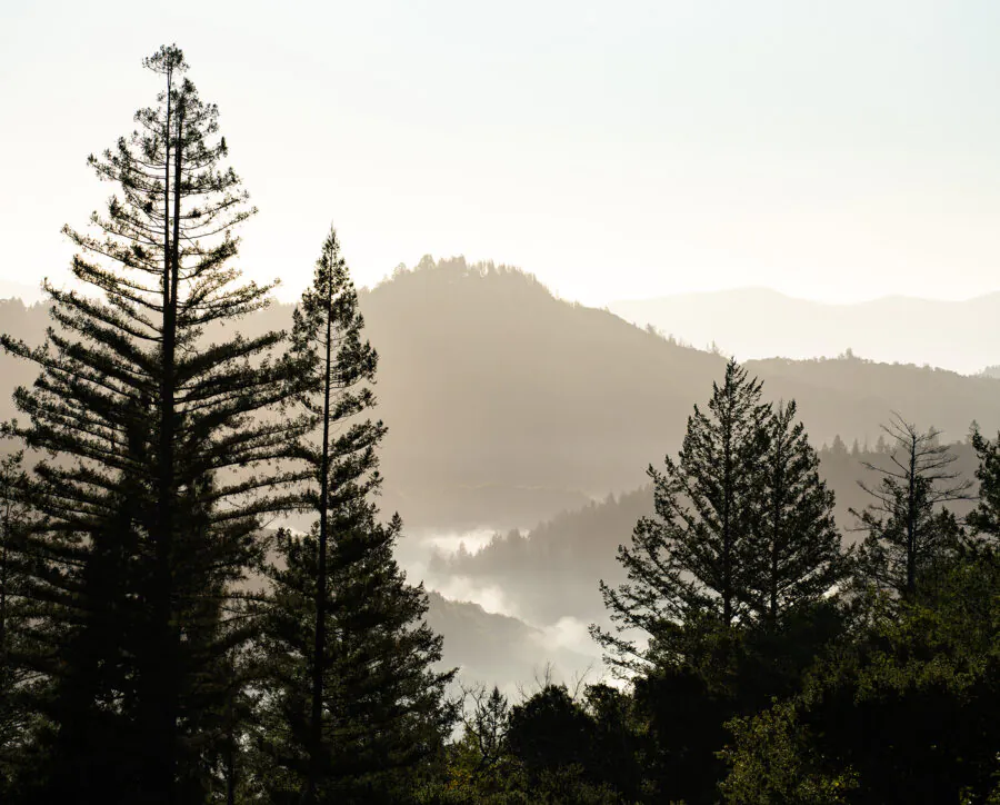Tall pine trees in the foreground with mist rising among forested hills and distant mountains under a hazy sky, evoking the tranquil beauty often found at Napa Valley events.