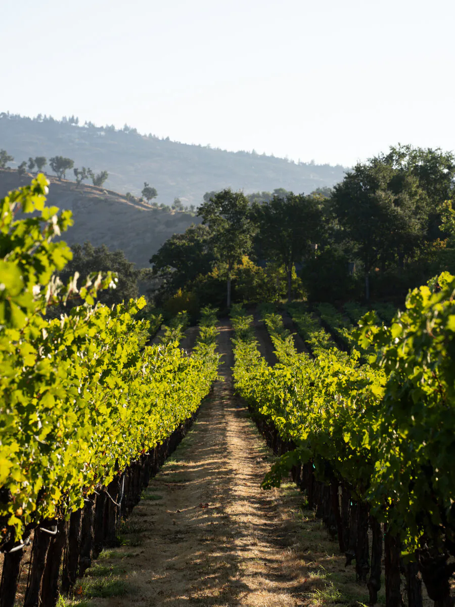 Rows of grapevines grow in a vineyard with a dirt path down the center, trees in the background, and hills visible under a clear sky—an inviting scene typical of Napa Valley events.