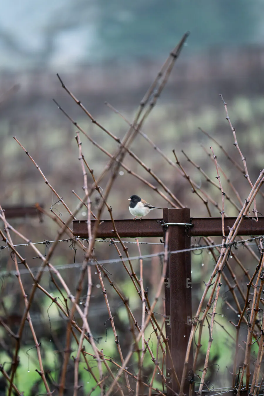 A small bird with a black head and white belly perches on a metal post amid leafless, brown vineyard branches on a foggy day, capturing the quiet beauty found between lively Napa Valley events.