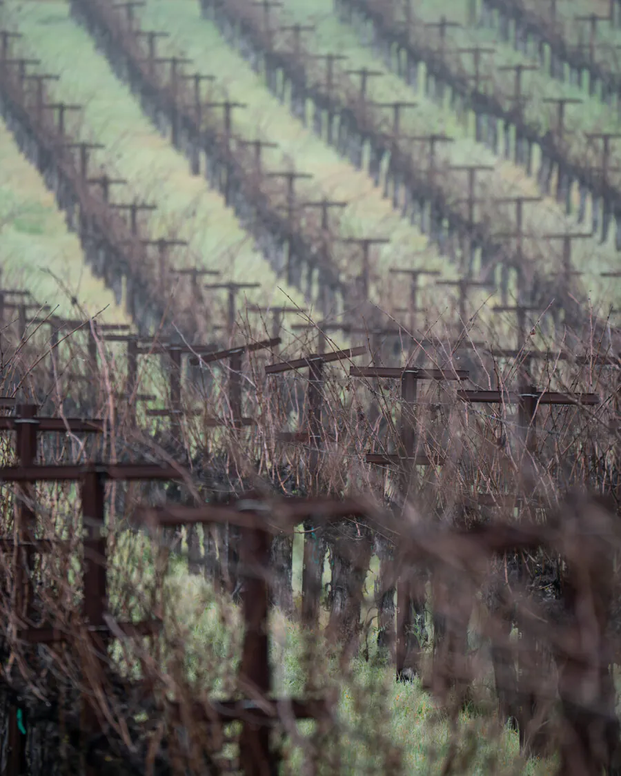 Rows of dormant grapevines in a vineyard, with bare branches and trellises extending into the distance on a cloudy day—a quiet moment before the excitement of Napa Valley Events returns.