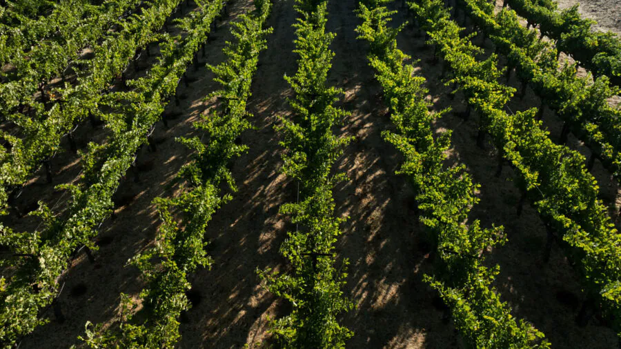 Rows of green grapevines grow in a vineyard, casting shadows on the dry soil under bright sunlight—a classic scene often enjoyed during Napa Valley Events.