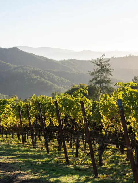 Rows of grapevines in a vineyard with green foliage, set against rolling hills and distant mountains under a clear sky—a perfect scene for memorable Napa Valley Events.